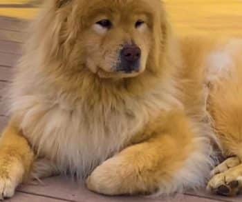 Inspiring Journey of a Blind Dog and Her Devoted Little Sister Who Became Her Guiding Light