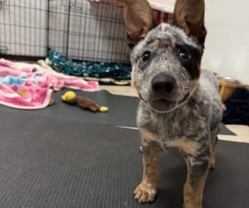 Inspiring Journey of Marathon the Wobbly Puppy Who Steals Hearts with His Unbreakable Spirit