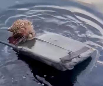 Jaguar's Heartwarming Rescue on the Amazon River