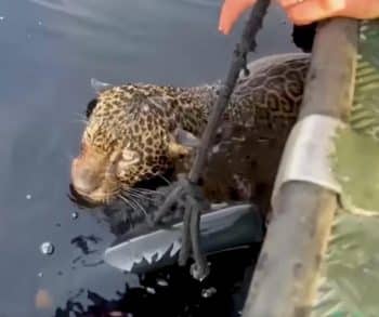 Jaguar's Heartwarming Rescue on the Amazon River