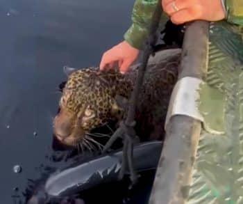 Jaguar's Heartwarming Rescue on the Amazon River