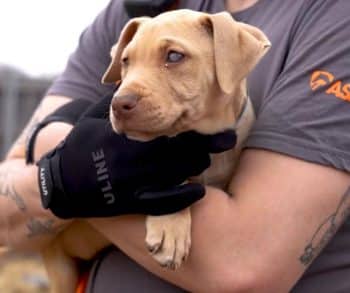 Massive Rescue Operation Saves Nearly 200 Dogs from Horrific Conditions in Dallas Dogfighting Ring