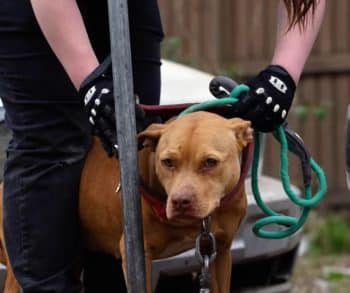 Massive Rescue Operation Saves Nearly 200 Dogs from Horrific Conditions in Dallas Dogfighting Ring
