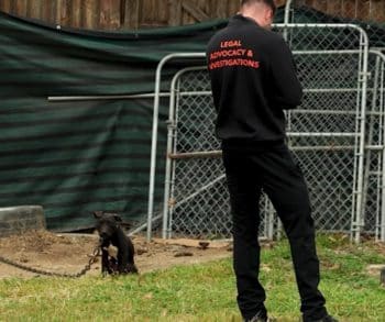 Massive Rescue Operation Saves Nearly 200 Dogs from Horrific Conditions in Dallas Dogfighting Ring