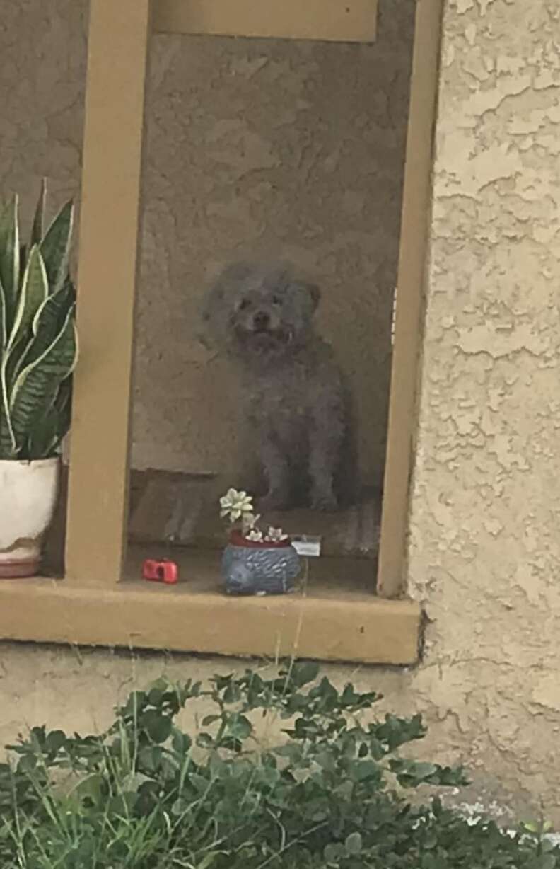 Stray Dog's Heartfelt Quest for a Forever Home