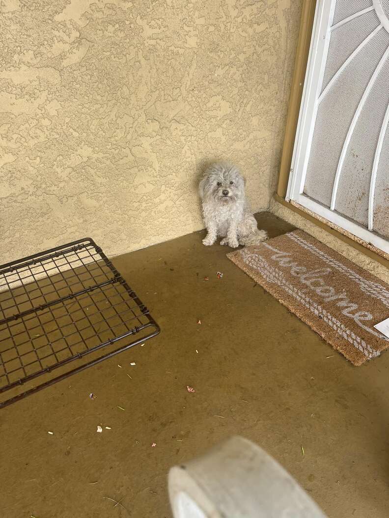 Stray Dog's Heartfelt Quest for a Forever Home