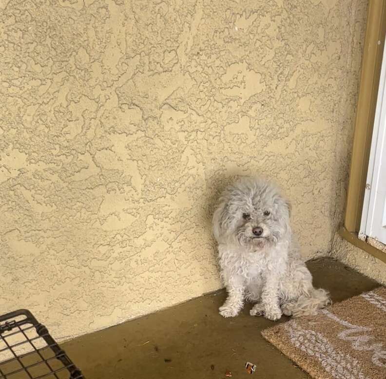 Stray Dog's Heartfelt Quest for a Forever Home