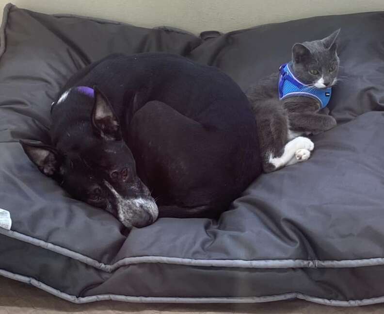 Unbreakable Bond of a Dog and Cat Abandoned Together Finds a Forever Home Filled with Love and Adventure
