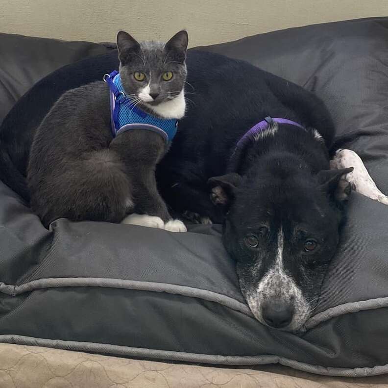 Unbreakable Bond of a Dog and Cat Abandoned Together Finds a Forever Home Filled with Love and Adventure