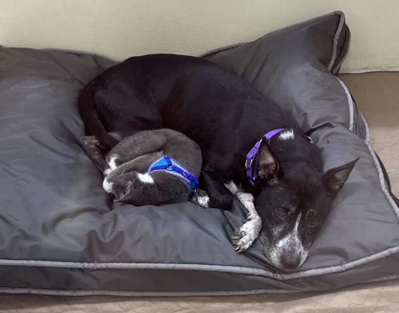 Unbreakable Bond of a Dog and Cat Abandoned Together Finds a Forever Home Filled with Love and Adventure