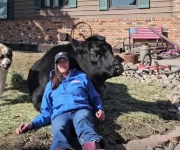 A Dramatic Display of Jealousy as a Loyal Cow Protects Her Bond with Family Amidst a Playful Dog