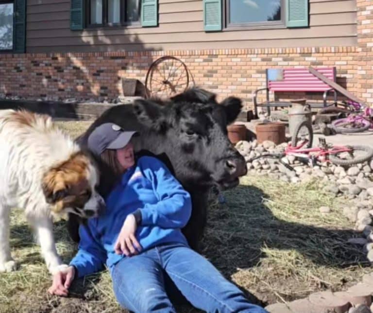 A Dramatic Display of Jealousy as a Loyal Cow Protects Her Bond with Family Amidst a Playful Dog