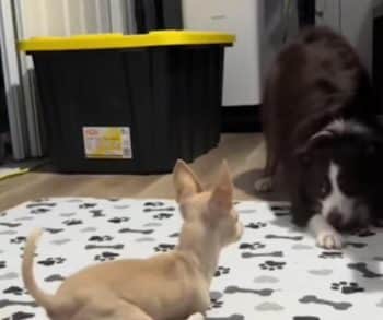 A Heartwarming Journey of a Tiny Chihuahua Who Overcame Limitations with LEGO Wheels and Love