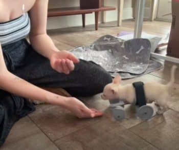 A Heartwarming Journey of a Tiny Chihuahua Who Overcame Limitations with LEGO Wheels and Love