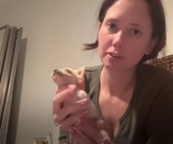 A Heartwarming Journey of a Tiny Chihuahua Who Overcame Limitations with LEGO Wheels and Love