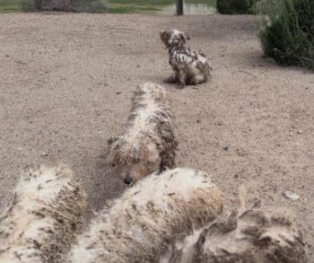 A Heartwarming Rescue of 16 Abandoned Dogs Discovering Hope and Healing After Harrowing Neglect