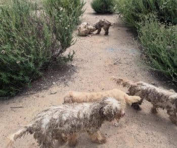 A Heartwarming Rescue of 16 Abandoned Dogs Discovering Hope and Healing After Harrowing Neglect