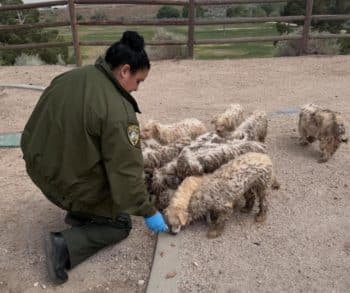 A Heartwarming Rescue of 16 Abandoned Dogs Discovering Hope and Healing After Harrowing Neglect