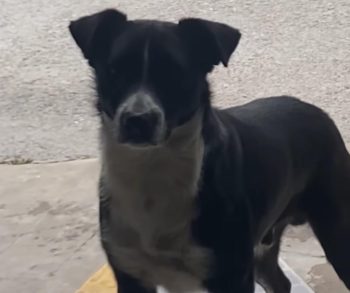 A Heartwarming Story of a Stray Dog's Loyal Morning Ritual at a Local Coffee Shop