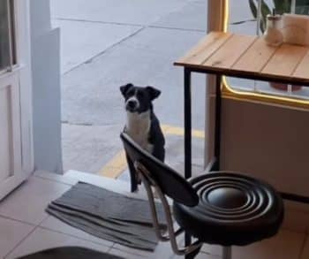 A Heartwarming Story of a Stray Dog's Loyal Morning Ritual at a Local Coffee Shop