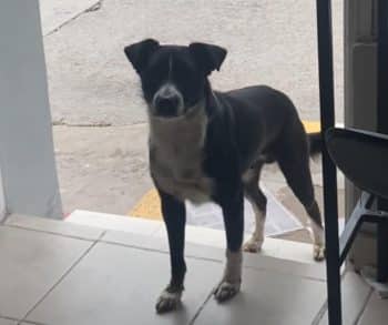 A Heartwarming Story of a Stray Dog's Loyal Morning Ritual at a Local Coffee Shop