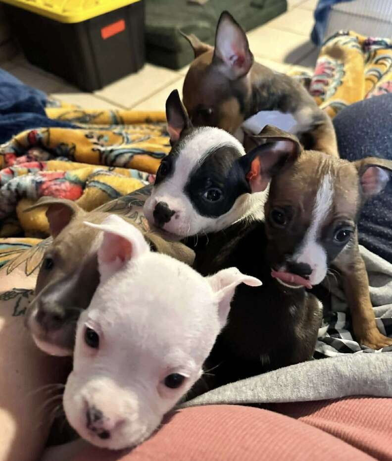 A Parks Employee's Compassion Saves Six Vulnerable Puppies From a Taped-Up Box in Killeen Texas