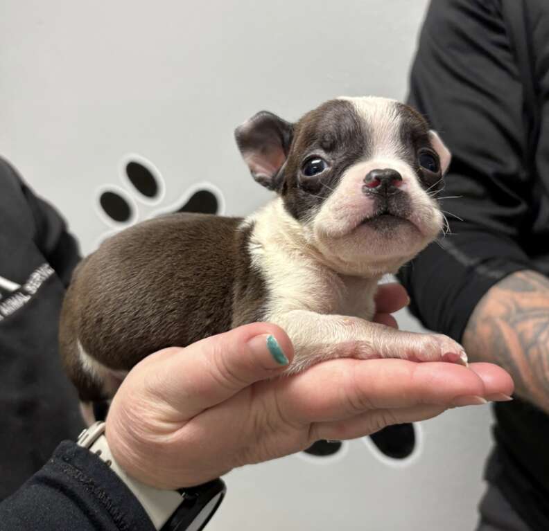 A Parks Employee's Compassion Saves Six Vulnerable Puppies From a Taped-Up Box in Killeen Texas