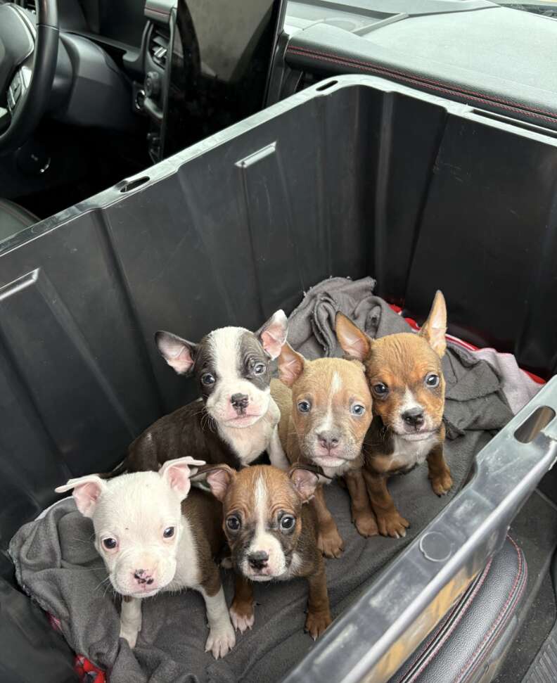 A Parks Employee's Compassion Saves Six Vulnerable Puppies From a Taped-Up Box in Killeen Texas