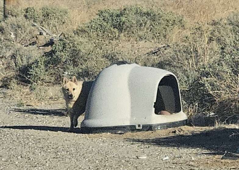 Abandoned Dog Finds New Hope and Family After Being Left in the Desert