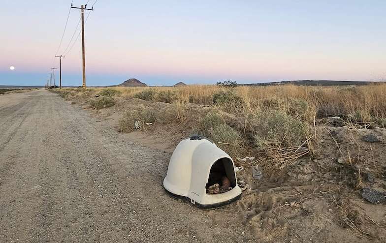 Abandoned Dog Finds New Hope and Family After Being Left in the Desert