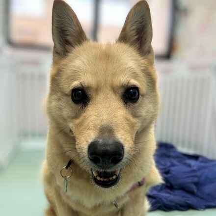 Abandoned Dog Finds New Hope and Family After Being Left in the Desert