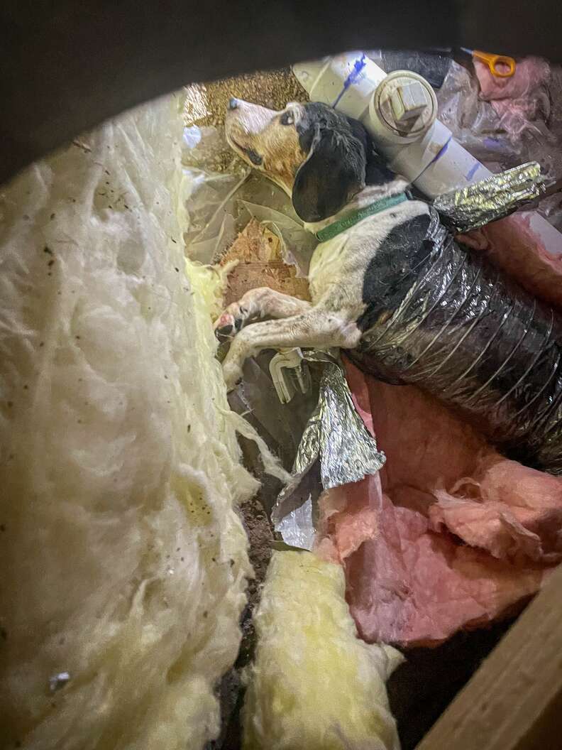 Adventurous Dog Cooper's Unexpected Journey Through HVAC Ductwork Leads to a Heartwarming Rescue