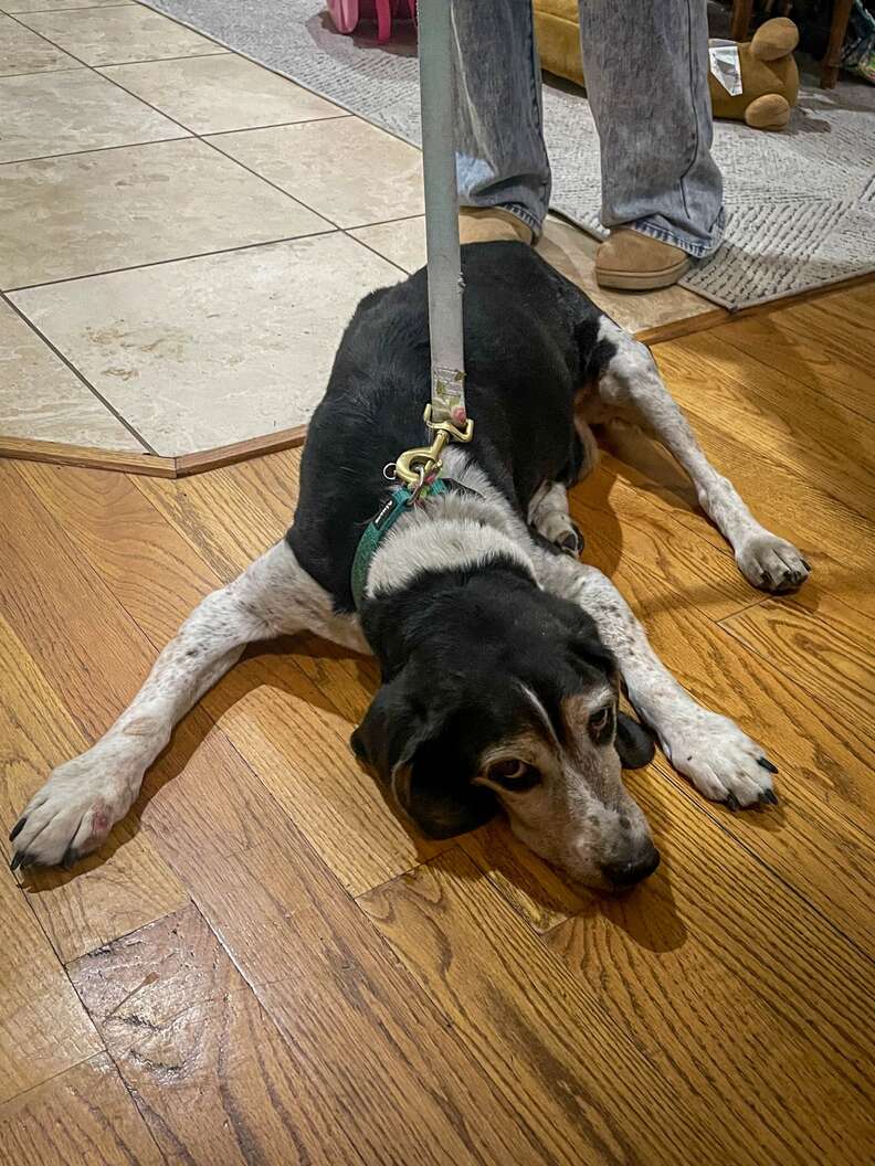 Adventurous Dog Cooper's Unexpected Journey Through HVAC Ductwork Leads to a Heartwarming Rescue