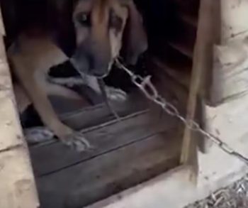 After 19 Long Years on a Chain This Senior Dog Discovers the True Meaning of Freedom and Love