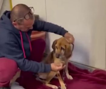 After 19 Long Years on a Chain This Senior Dog Discovers the True Meaning of Freedom and Love