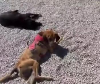 After 19 Long Years on a Chain This Senior Dog Discovers the True Meaning of Freedom and Love