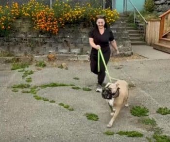 After Endless Days of Waiting These Overlooked Shelter Dogs Finally Found Hope and a New Beginning