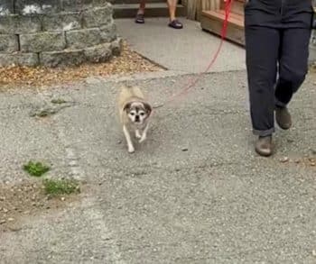After Endless Days of Waiting These Overlooked Shelter Dogs Finally Found Hope and a New Beginning
