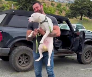 After Endless Days of Waiting These Overlooked Shelter Dogs Finally Found Hope and a New Beginning