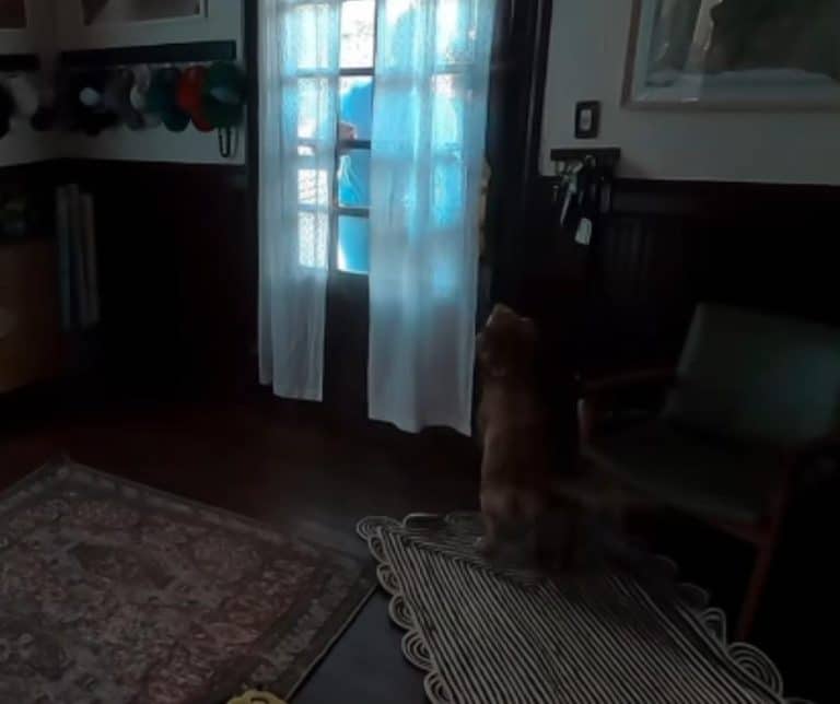 Astronaut Christina Koch's Heartwarming Reunion with Her Dog Sadie After a Historic Mission to the Moon