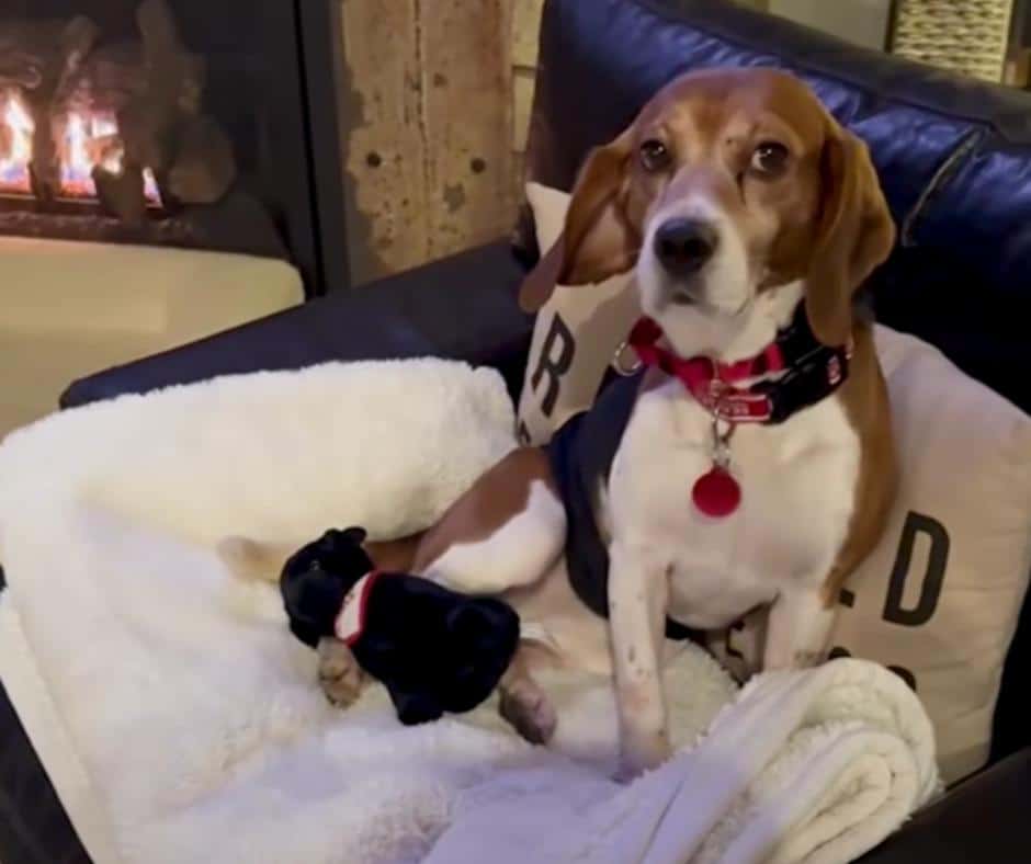 Breathtaking Transformation of a Beagle Rescued from a Lab Finds Love and His Voice in a New Home
