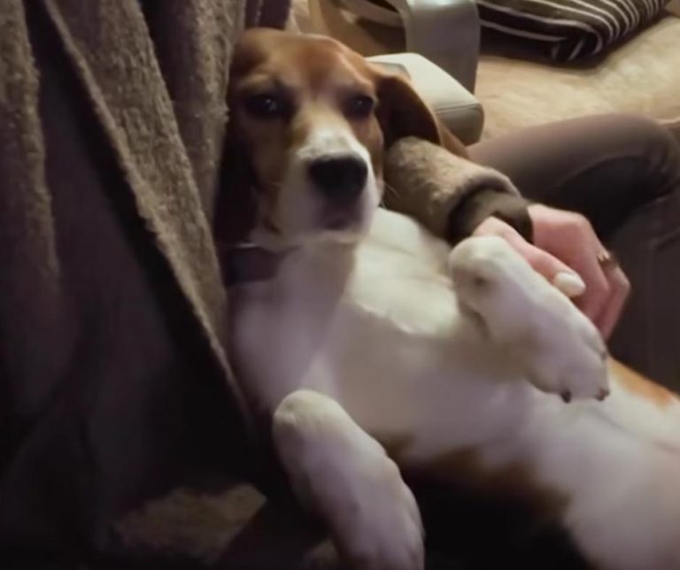 Breathtaking Transformation of a Beagle Rescued from a Lab Finds Love and His Voice in a New Home