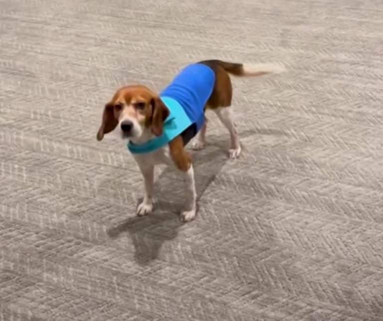 Breathtaking Transformation of a Beagle Rescued from a Lab Finds Love and His Voice in a New Home