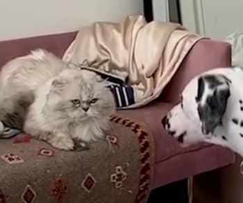 Discovering the Heartwarming Bond Between a Grumpy Cat and His Energetic Dalmatian Brother