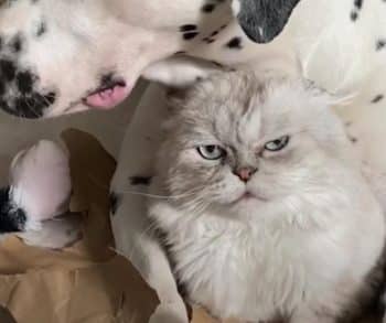 Discovering the Heartwarming Bond Between a Grumpy Cat and His Energetic Dalmatian Brother