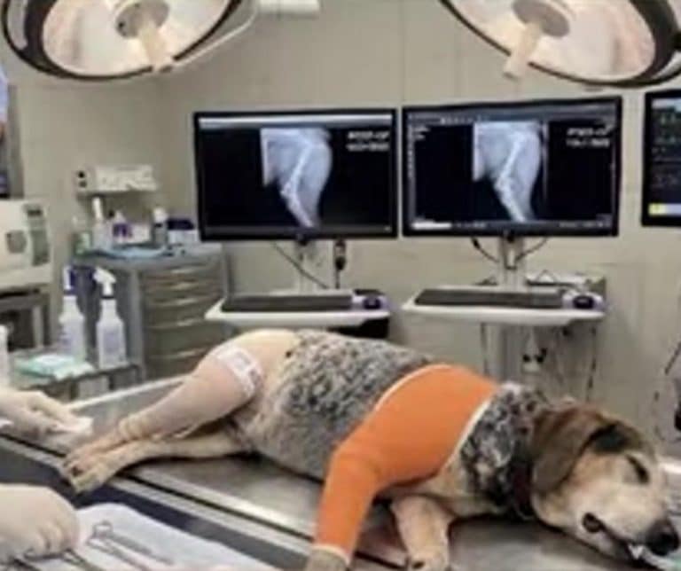 Family's Heartfelt Journey from Panic to Relief After Their Beloved Dog Goes Missing and a Scam Emerges
