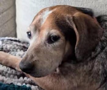 Family's Heartfelt Journey from Panic to Relief After Their Beloved Dog Goes Missing and a Scam Emerges
