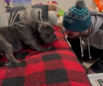 From Heartbreak to Happiness: The Inspiring Transformation of a Dying Bulldog Into a Joyful Companion
