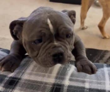 From Heartbreak to Happiness: The Inspiring Transformation of a Dying Bulldog Into a Joyful Companion