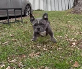 From Heartbreak to Happiness: The Inspiring Transformation of a Dying Bulldog Into a Joyful Companion